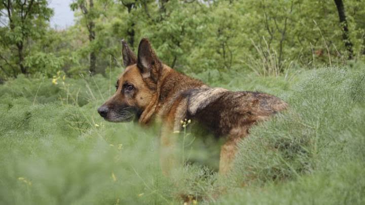Muere ‘Buddy’, 1er perro que dio positivo al coronavirus en EU