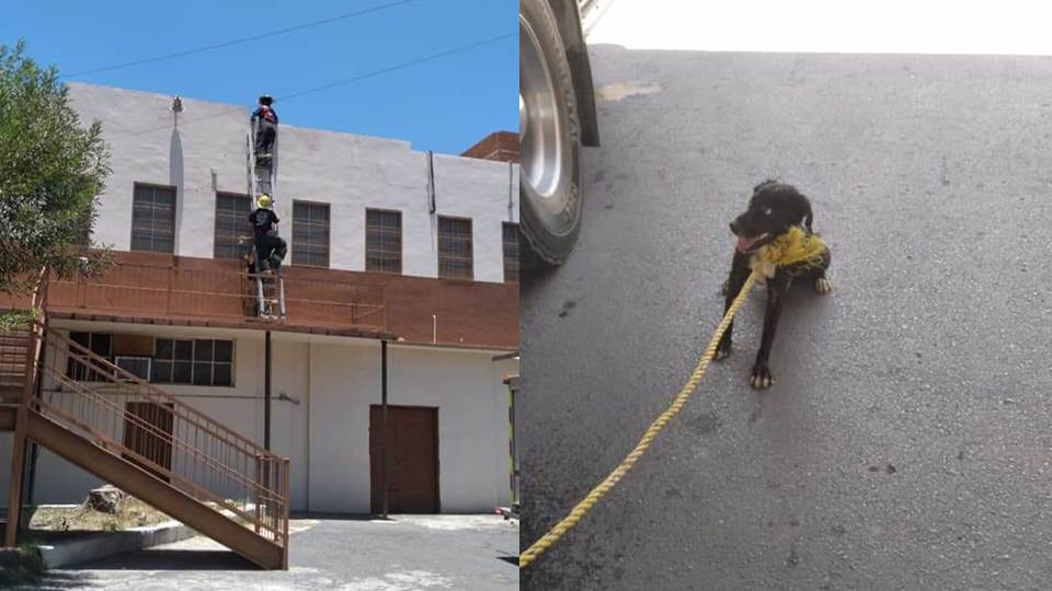 Abandonan a perrito en azotea, soportó varios días temperaturas de más de 42 grados