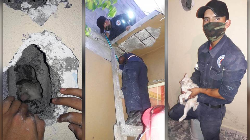 Rescatan a gatito atrapado entre una pared en Nuevo Laredo