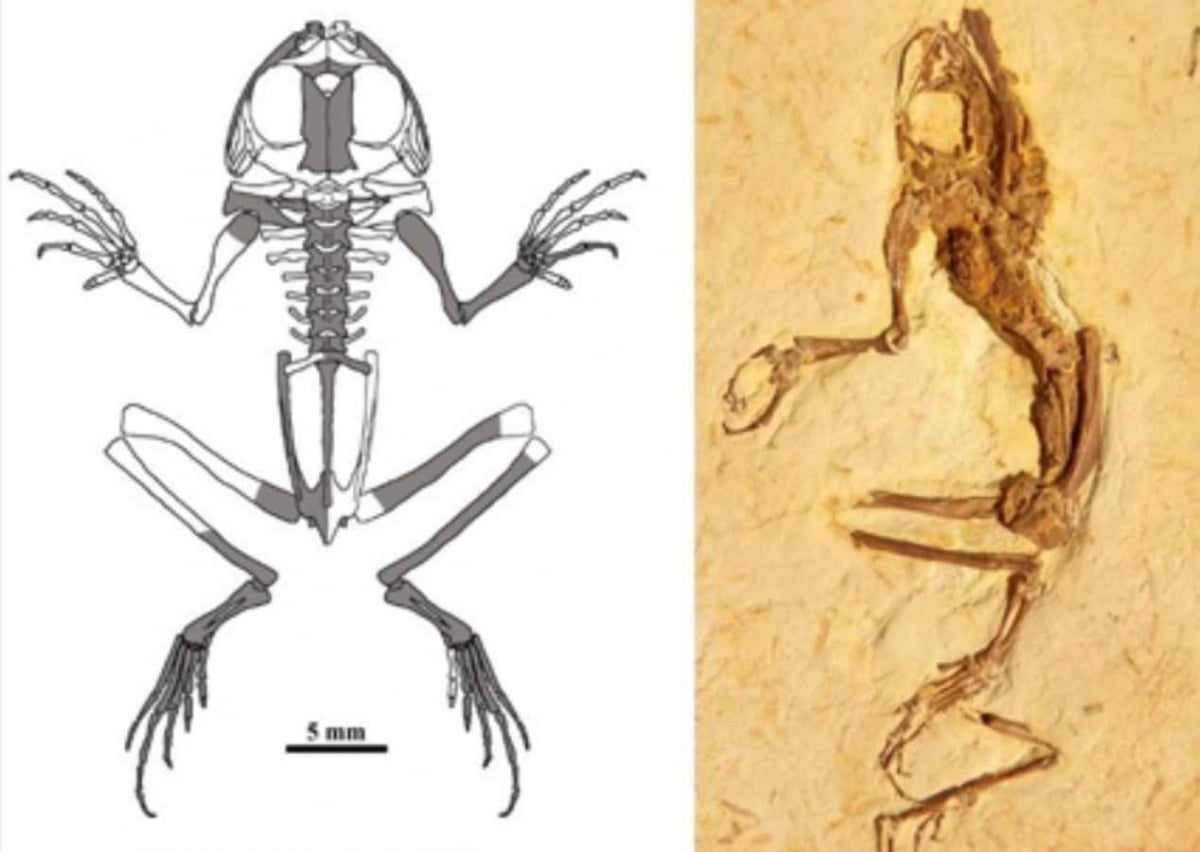 Hallan en Brasil nueva especie de rana de 119 millones de años