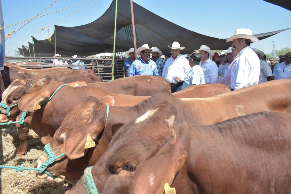 Ganaderos de Tamaulipas han recibido subsidios cercanos a los 4 mdp en Mejoramiento Genético