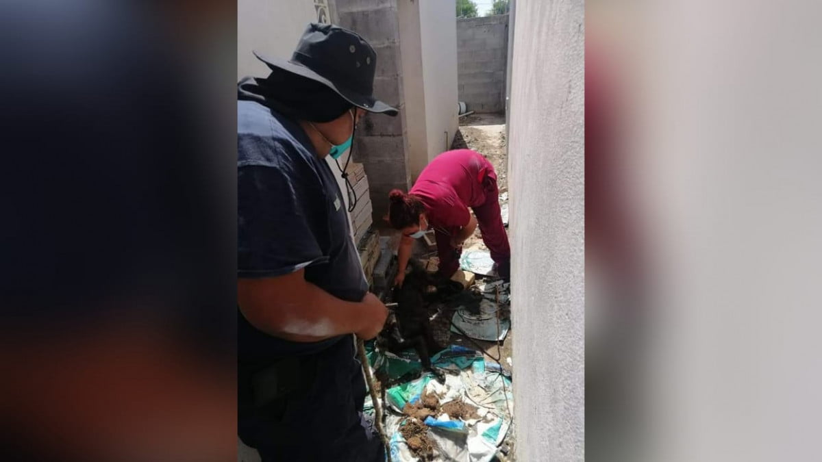 Rescatan a perrito de morir de hambre en Nuevo Laredo