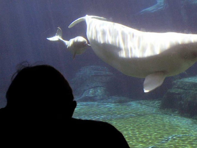Graban en un acuario el tierno nacimiento de una beluga
