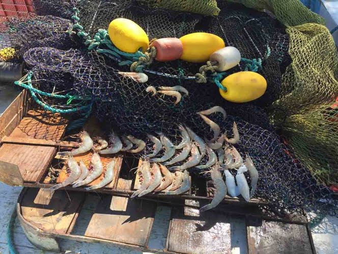Gobierno prohíbe uso de redes de pesca tradicionales en hábitat de vaquita marina