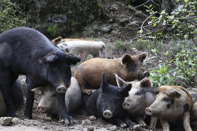 Confirman en Alemania primer caso de peste porcina en animales salvajes