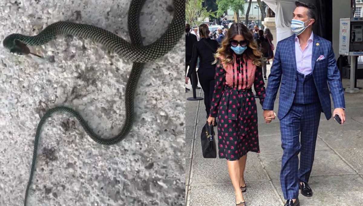 Sergio Mayer graba cuando es atacado por una serpiente