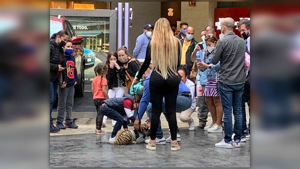 Explican sanciones que se aplicarían a mujer que paseó con un tigre en CDMX