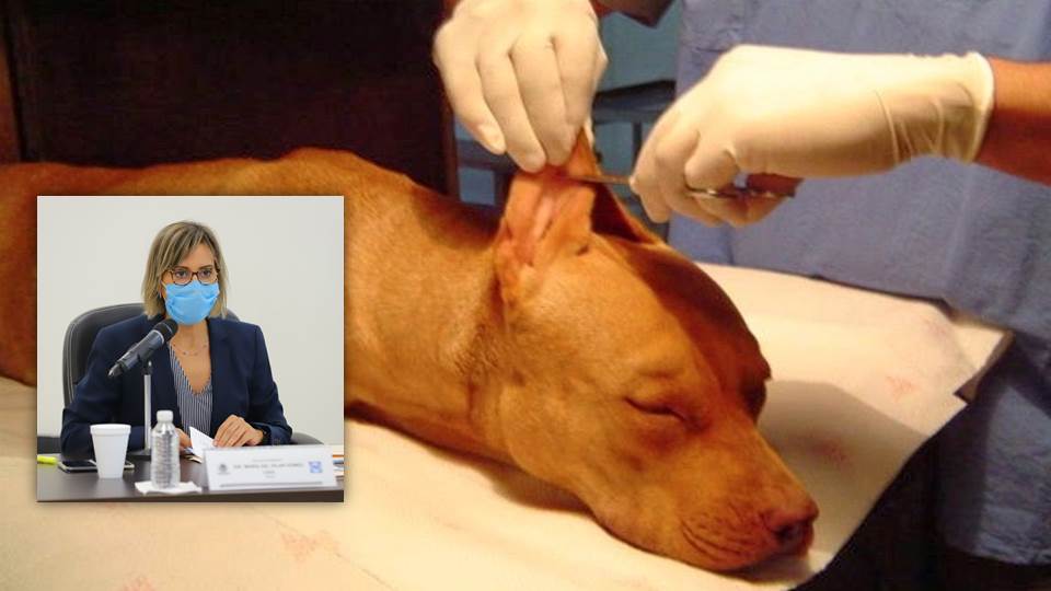 Avanzan reformas en Tamaulipas que prohíben mutilaciones a animales