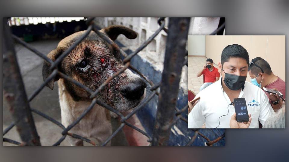 Aplican 13 multas y más de 100 amonestaciones por maltrato animal en Tampico