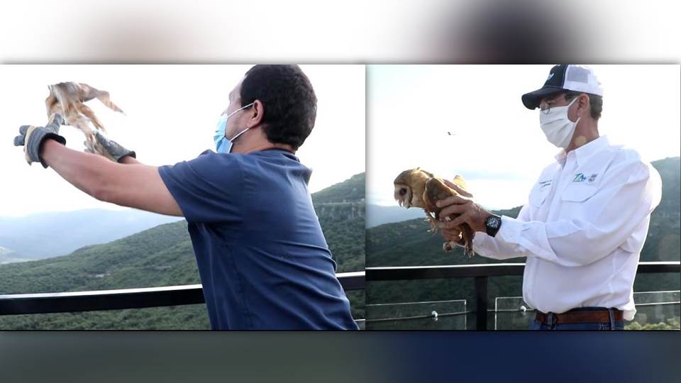 Libera Comisión de Parque y Biodiversidad lechuzas en Camino Real a Tula