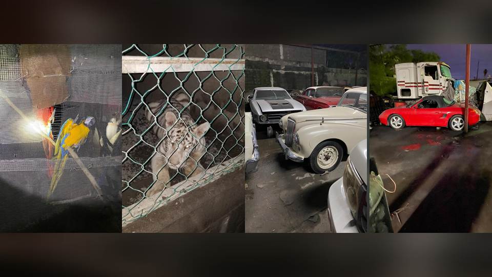 Aseguran 46 vehículos de lujo y animales exóticos en una propiedad en Matamoros