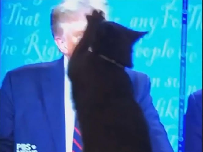 Gatito intenta arañar a Donald Trump desde televisor; ya es viral