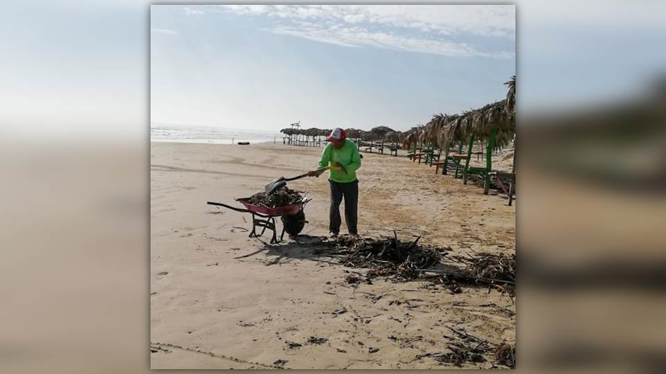 Ayuntamiento de Madero Retira Sargazo y Palizada que Llega a Playa Miramar