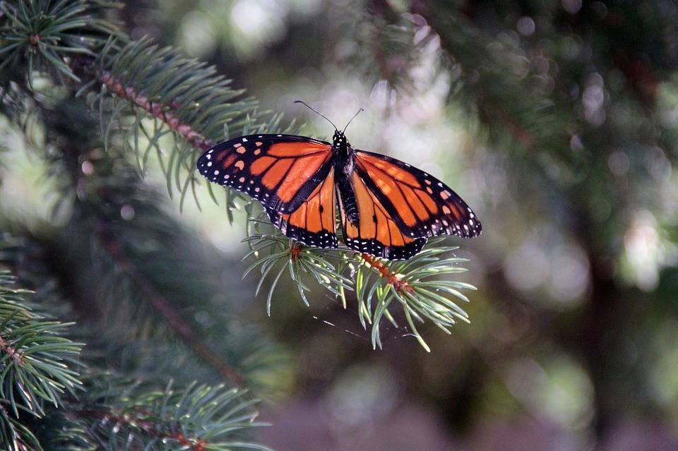Recomienda SEDUMA respetar límites de velocidad para proteger la Mariposa Monarca
