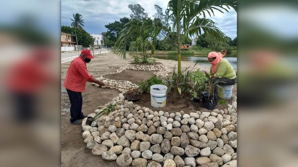 Continúa Gobierno de Madero con Proyecto de Reforestación en sistema lagunario