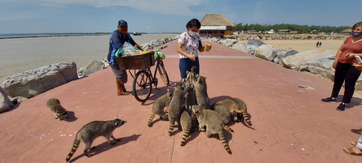 Finalmente hoy miércoles abrirán playa Miramar