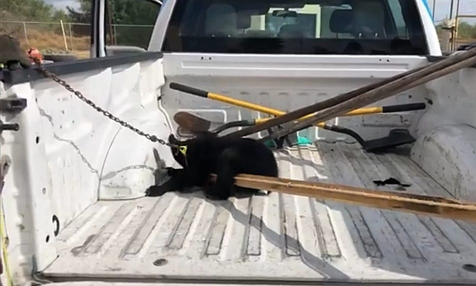 Capturan oso en instalaciones de línea transportista al sur de Nuevo Laredo