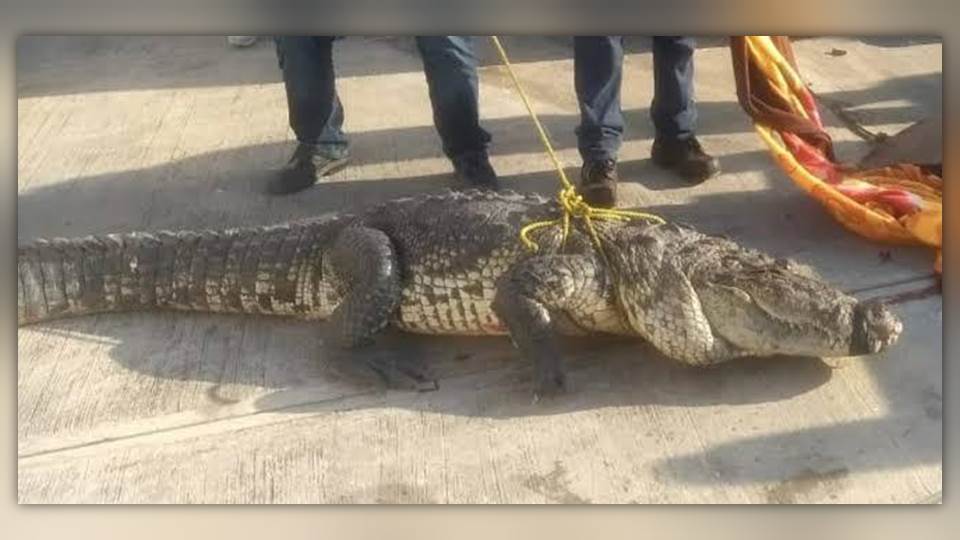 Capturan cocodrilos en domicilios particulares de Ciudad Madero; ya van 150
