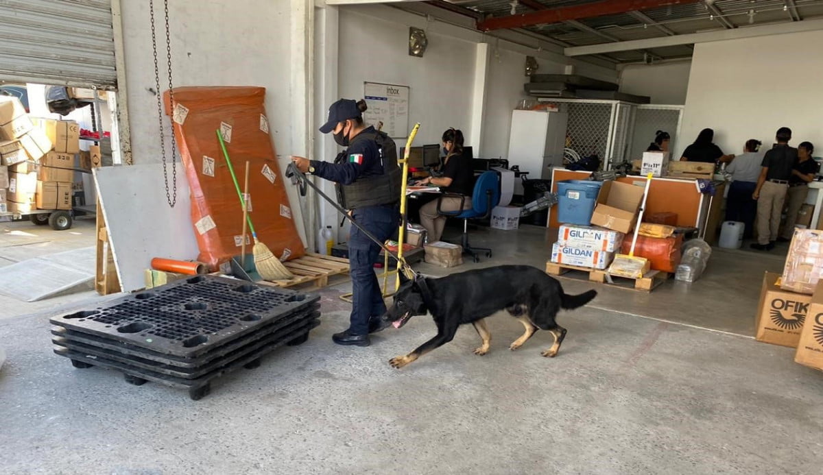 Con binomios caninos revisan empresas de paquetería para evitar sean usadas por delincuentes