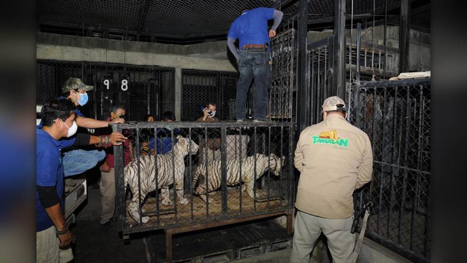 Trasladan a Zoológico los tigres asegurados a presuntos delincuentes de Matamoros
