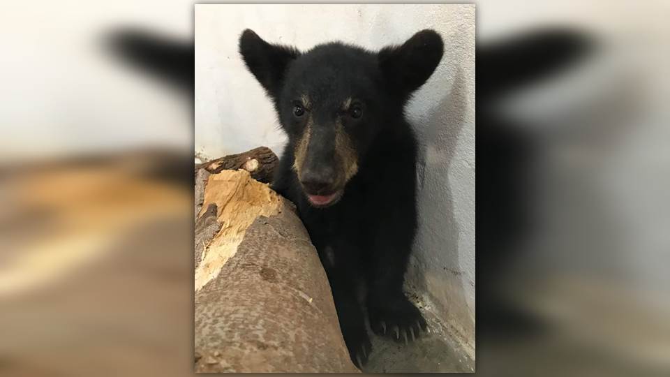 PROFEPA determinará destino de oso capturado al sur de Nuevo Laredo