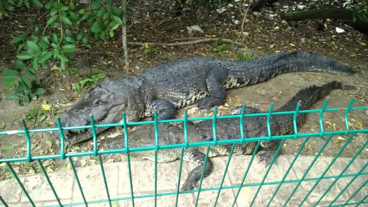 Último censo de cocodrilos en la Laguna del Carpintero fue hace 17 años, buscan actualizar cifra
