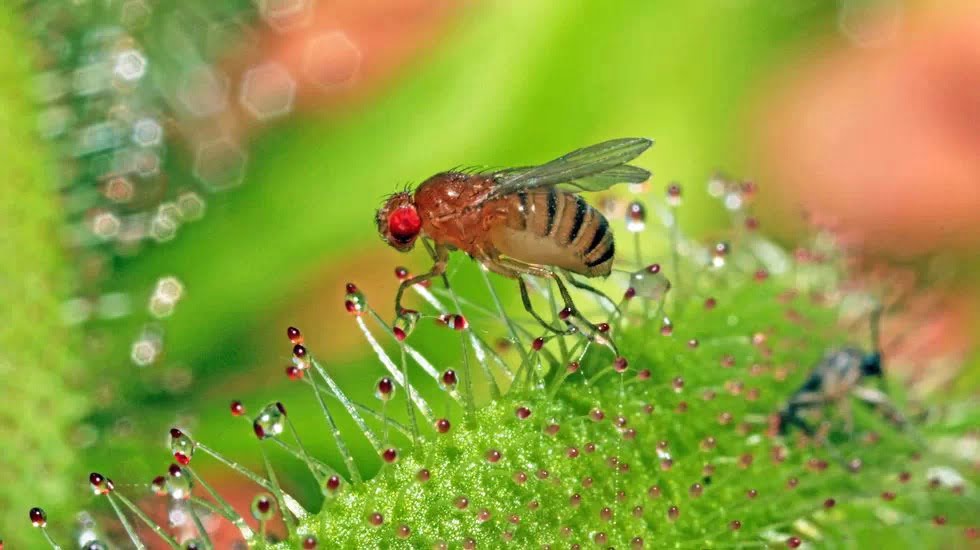 Estudian investigadores de la UAT a enemigos naturales de la mosca de la fruta