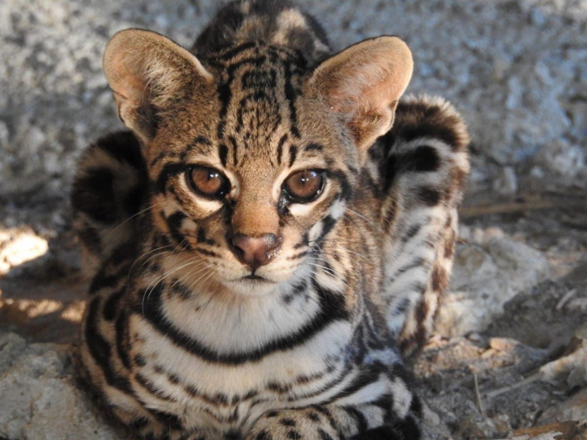 Tamaulipas: hábitat de las 6 especies de felinos que existen en México.
