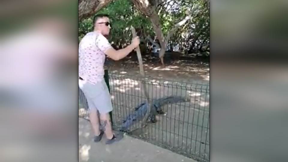 Captan en video a persona agrediendo a un cocodrilo en la Laguna del Carpintero