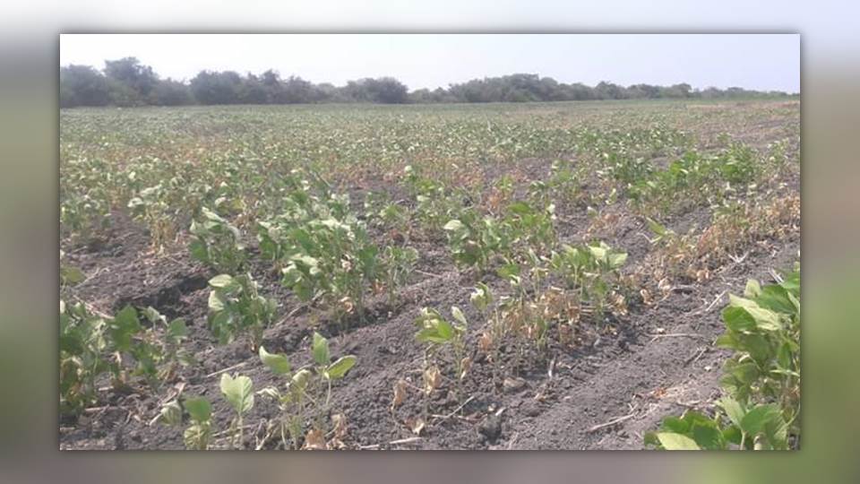 Por sequía se perderá el 90 por ciento de los cultivos en Altamira