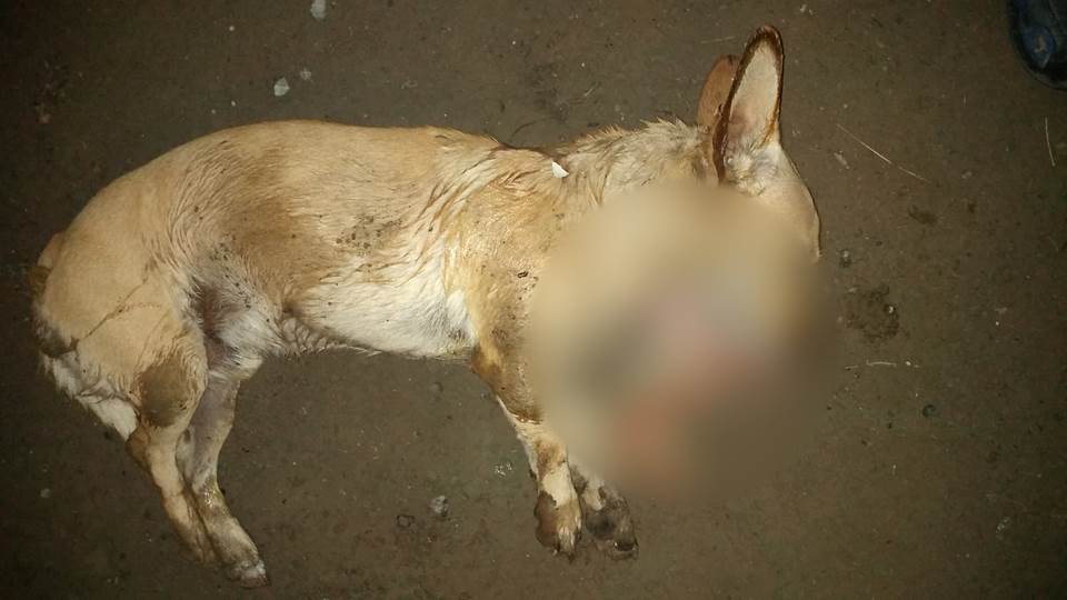 Denuncian envenenamiento de perros en Padilla ¡Fuertes imágenes!