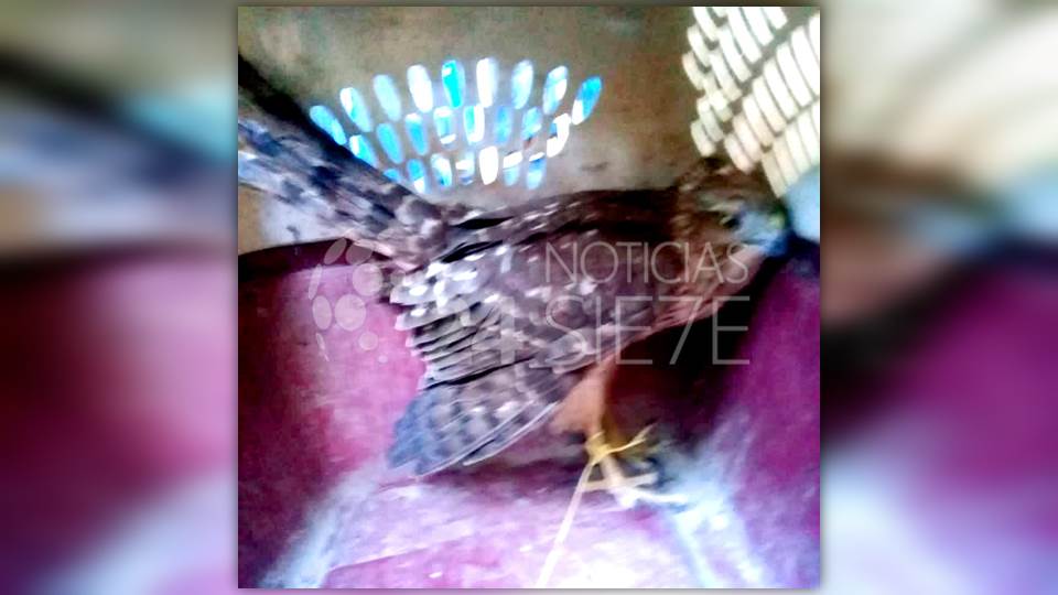 Persona es atacada por un aguililla en la Col. Mainero de Victoria