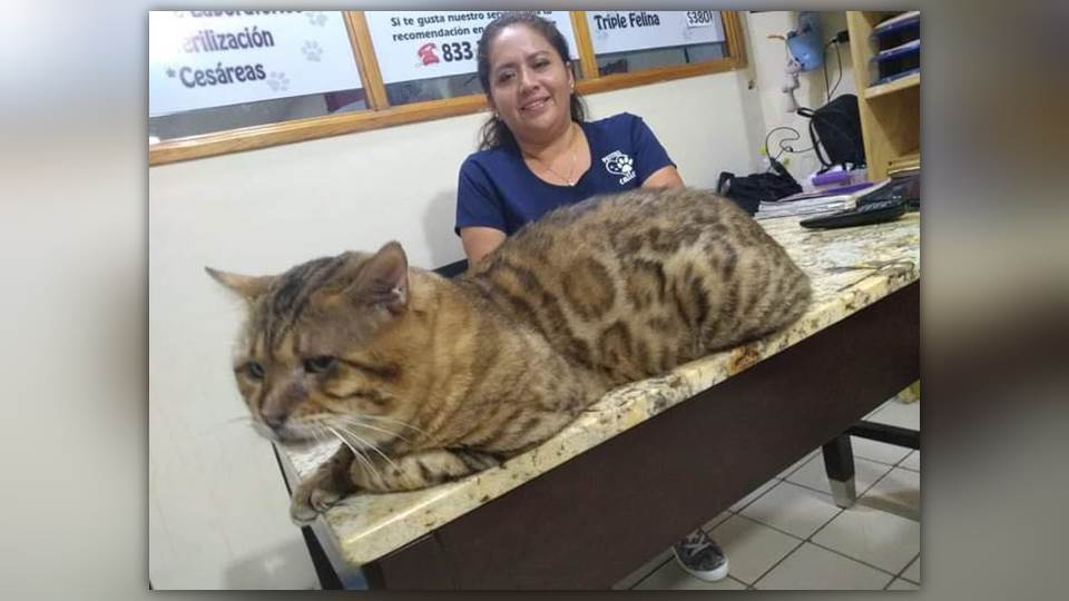 Encuentran gato gigante en el Parque Fray Andrés de Olmos en Tampico