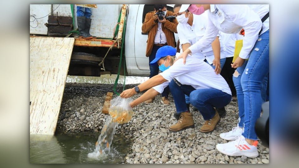 Siembran autoridades de Victoria tilapia en la Presa Caballeros