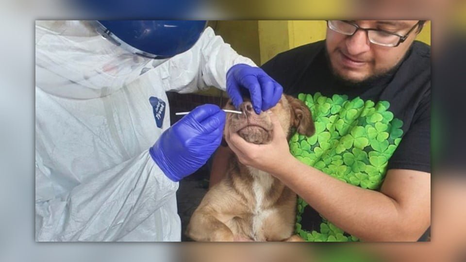 Tres perros en México dieron positivo por COVID