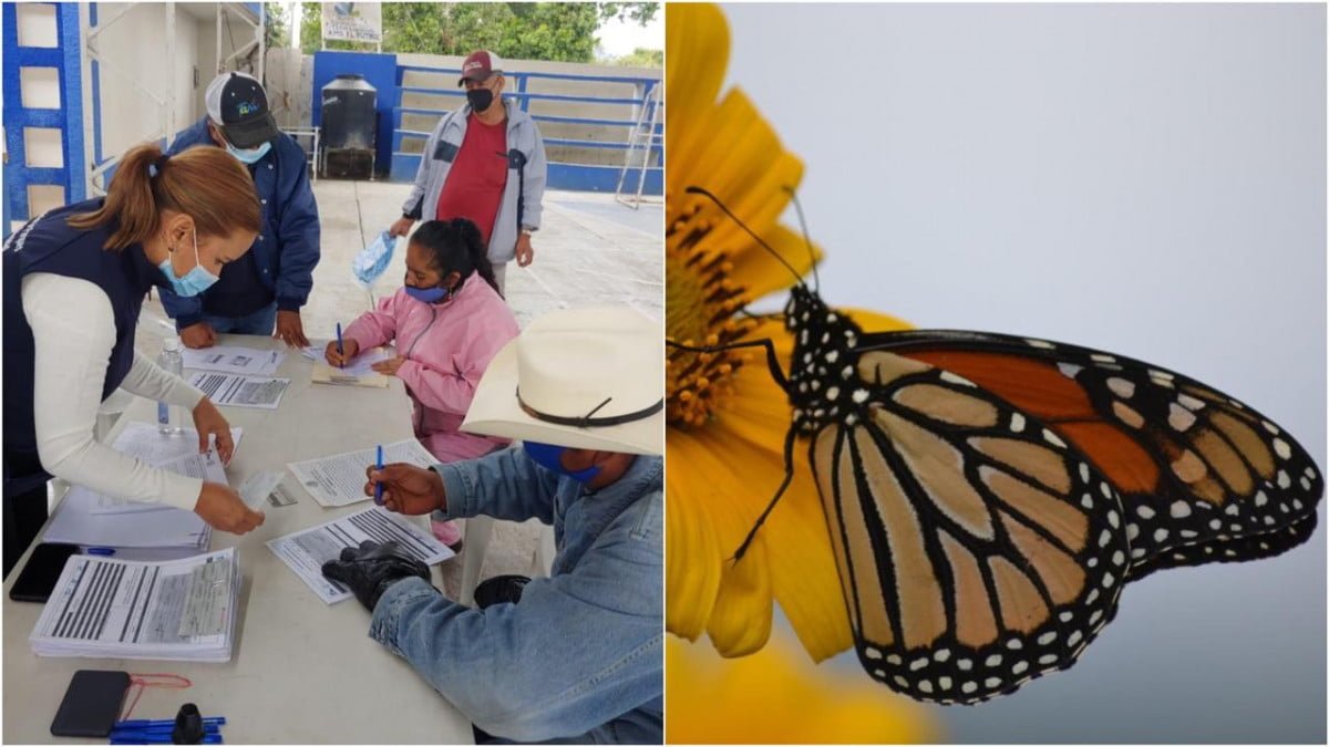 Entregan apoyos para la conservación de  áreas de alimentación de la Mariposa Monarca en Tamaulipas.