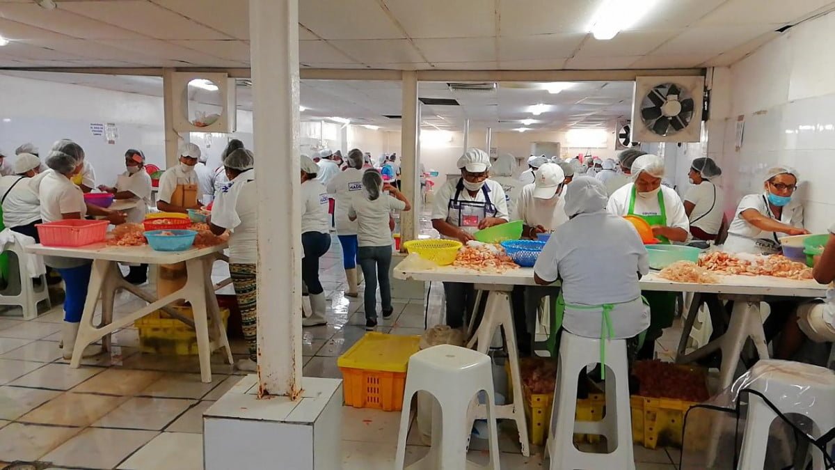 Aumentan jovencitas de entre 13 y 15 años que trabajan como despicadoras, esto al convertirse en madres