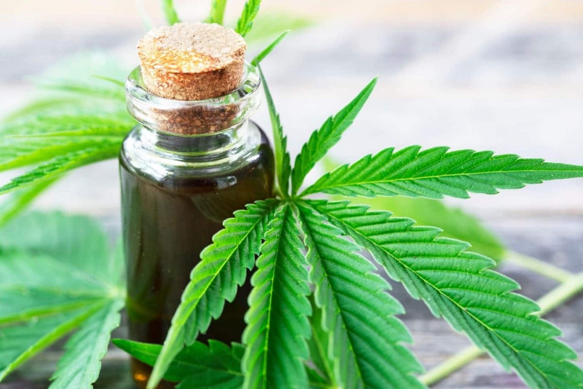 ONU reconoce oficialmente las propiedades medicinales del cannabis
