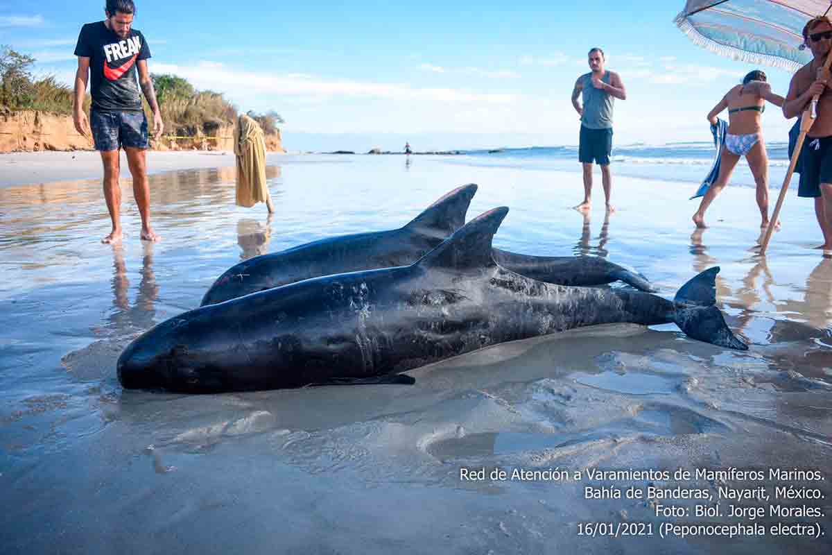 Rescatan a 5 delfines cabeza de melón varados en Nayarit