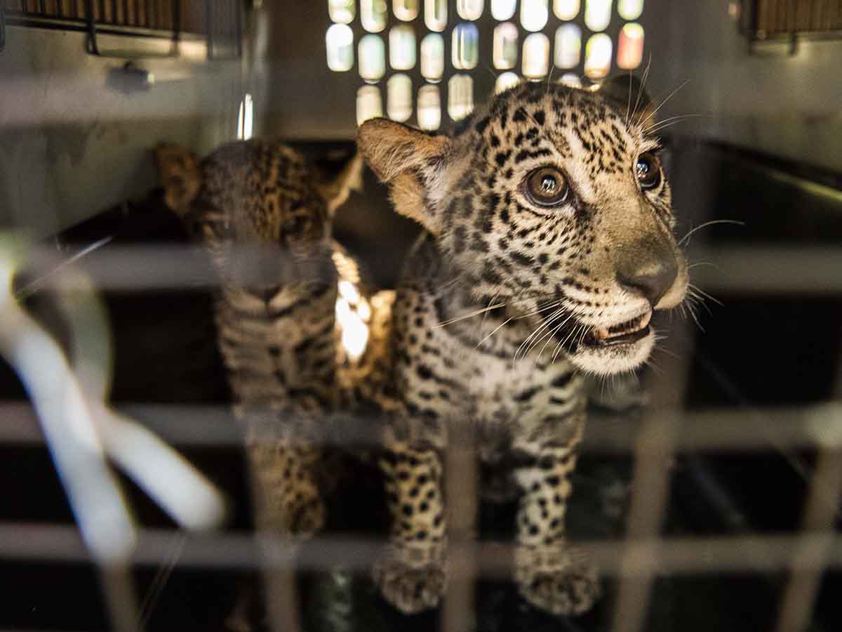 Rescatan a dos cachorros de jaguar en Nicaragua; iban a venderlos