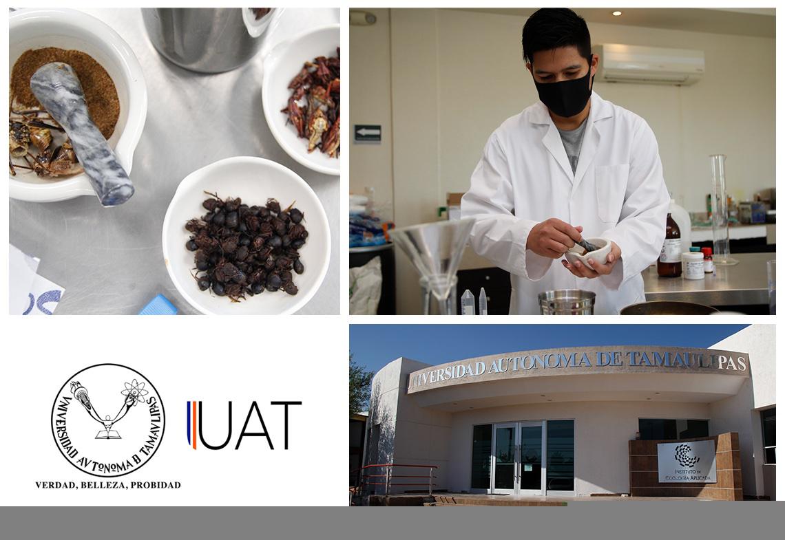 Explora la UAT proteínas en insectos para aplicaciones alimentarias