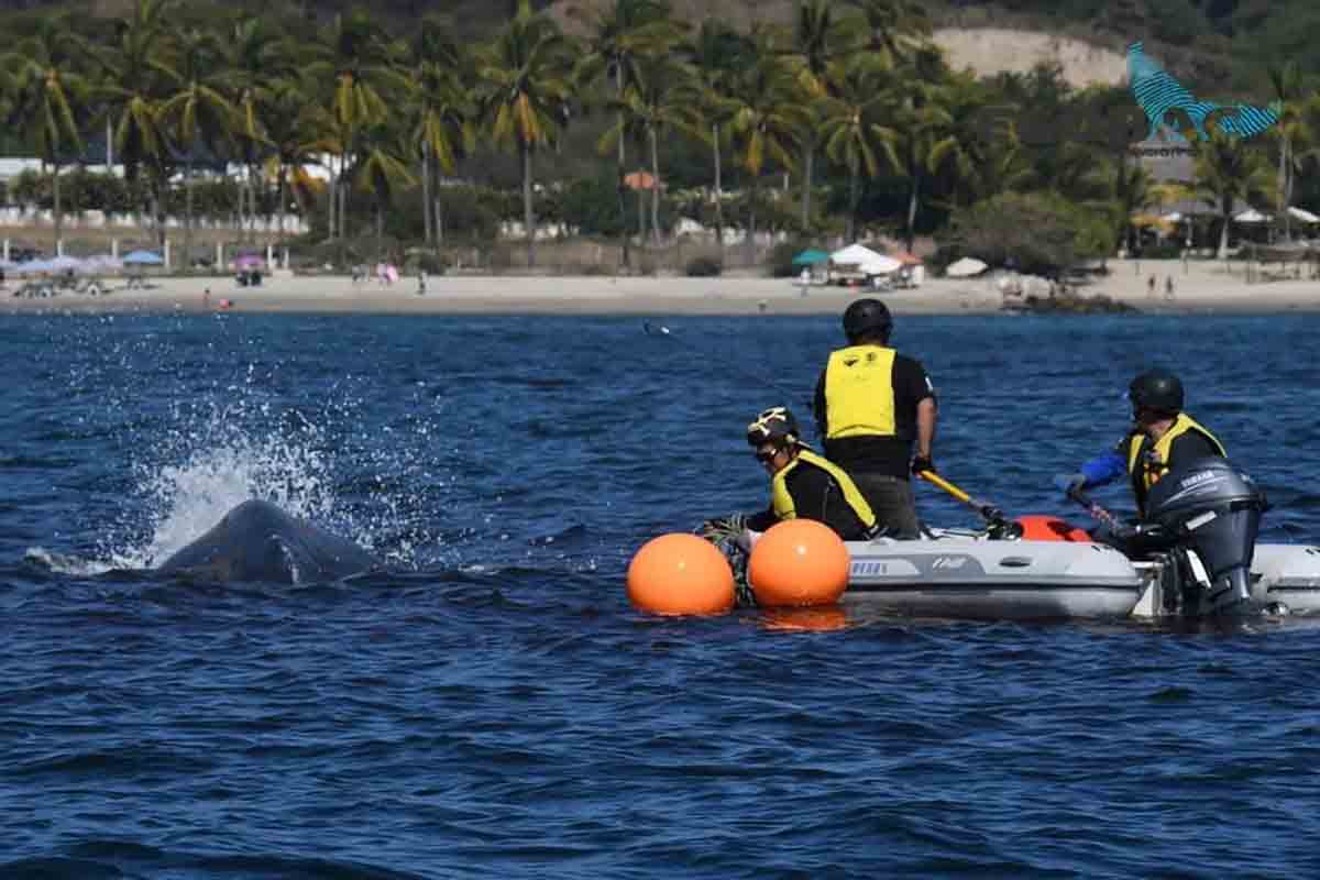 Logran liberar a ballena enmallada reportada desde el 23 de diciembre