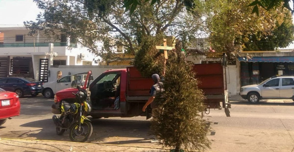 Activan centros de acopio en Madero para reciclar Pinos de Navidad
