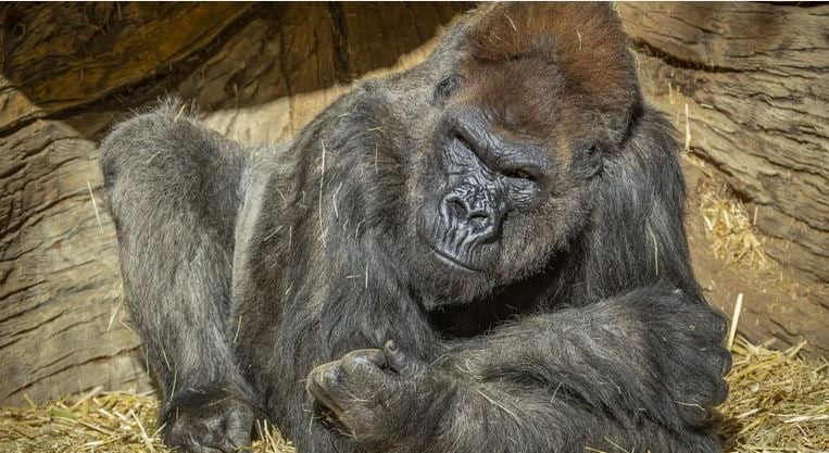 Dos gorilas en el zoológico de San Diego dan positivo por COVID-19