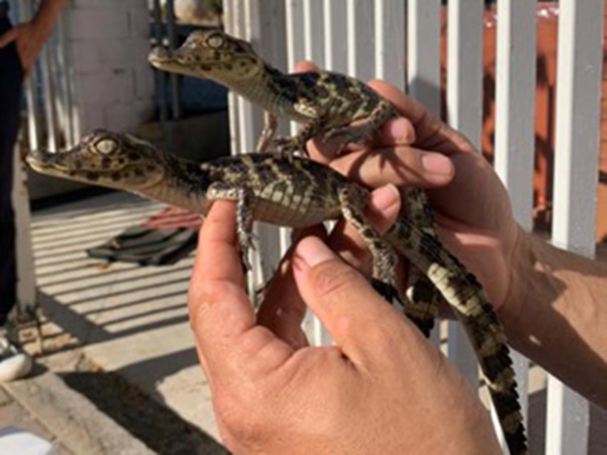 Aseguran 39 ‘cocodrilitos’; los tenían en un hielera