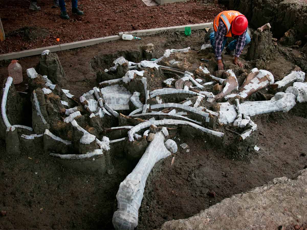 Ya se construye Museo del Mamut en Santa Lucía: López Obrador