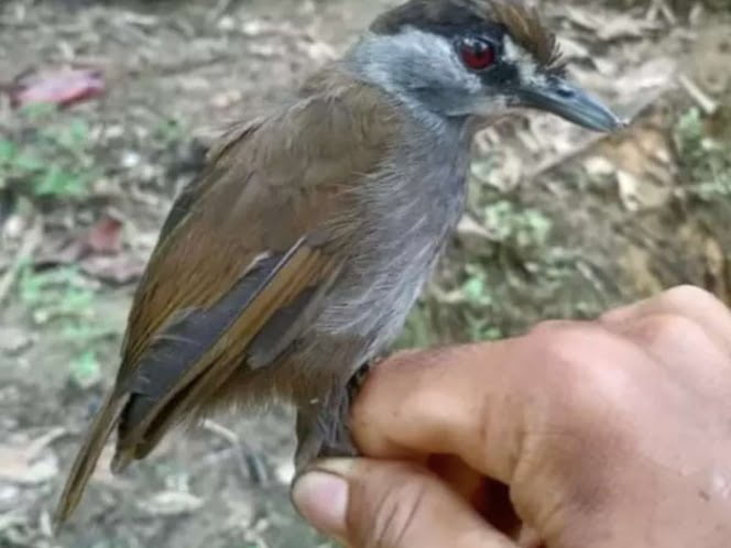 Enigmática ave perdida durante 172 años reaparece en Borneo