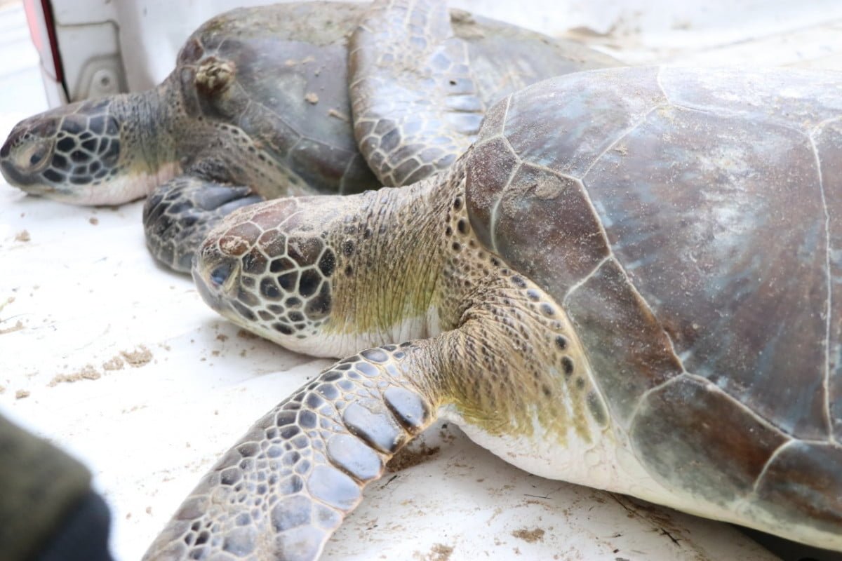 Se rescatan tortugas marinas afectadas por el frío