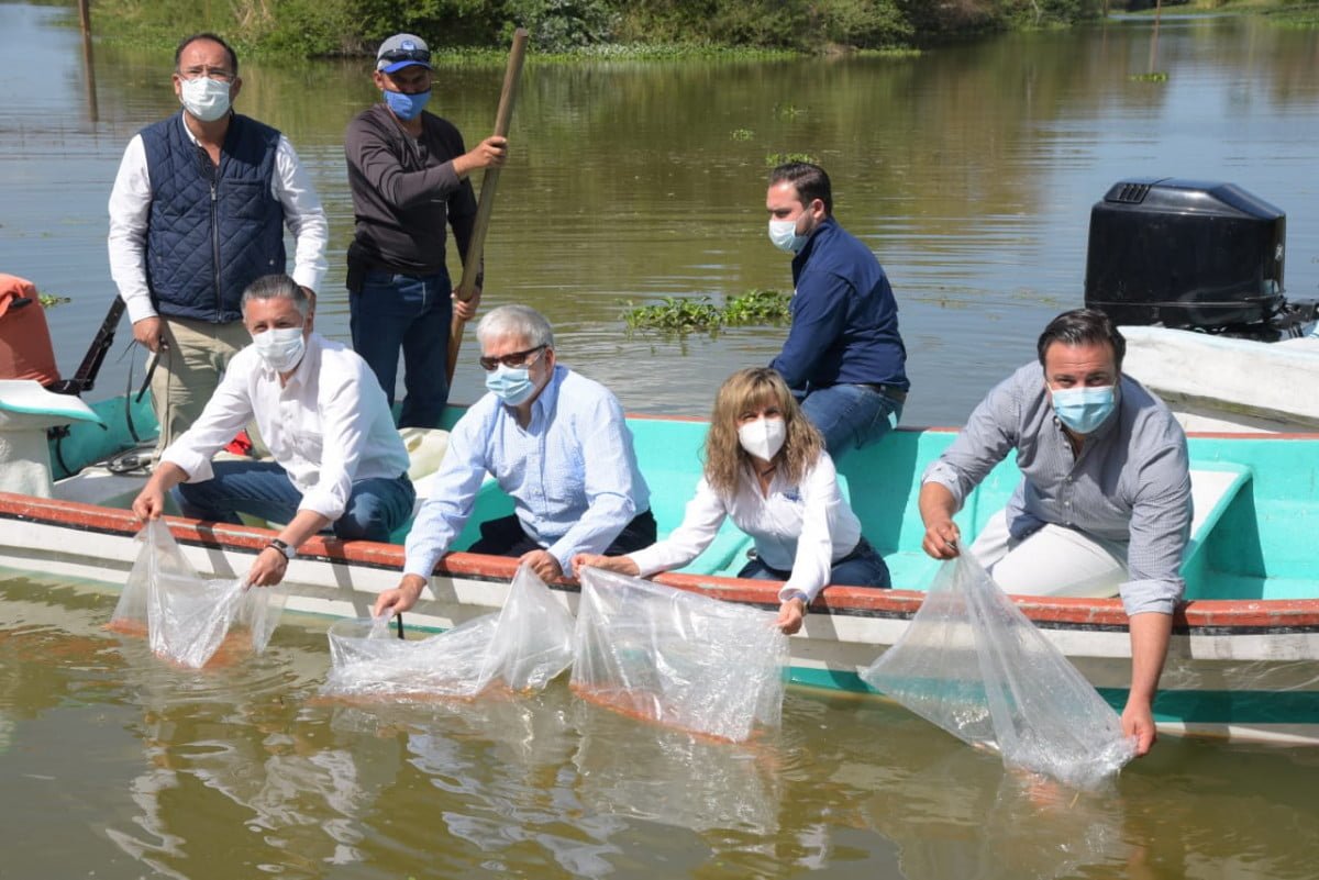 Siembran en lagunas de Tampico más de 15 mil Alevines de Tilapia