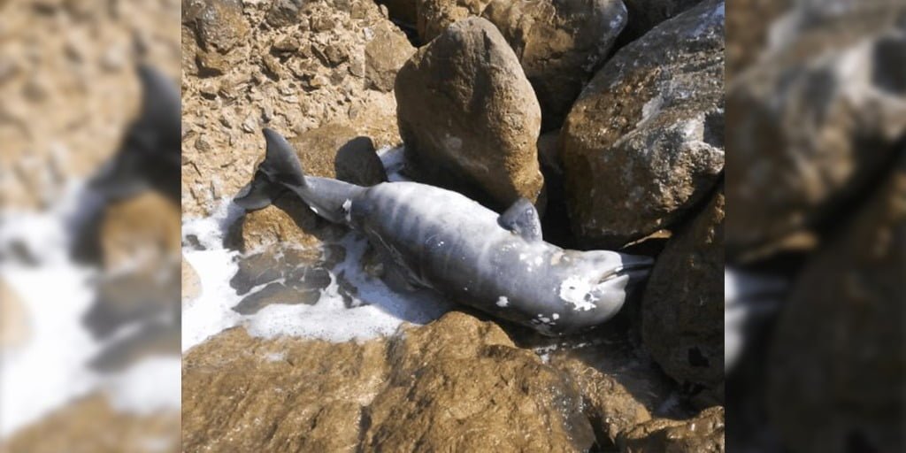Localizan otro delfín muerto en las escolleras de playa Miramar
